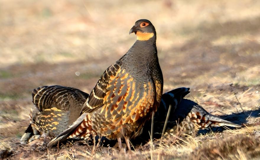 Buff-throated Partridge at Baizha Forest, Qinghai endemic birding tour