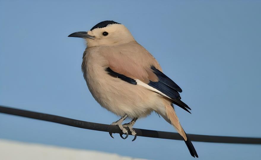 Henderson`s Ground Jay at Chaka desert, Qinghai birding tour