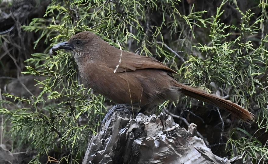 Brown Bush Warbler at Dongxia Forest Park, Qinghai birding tour