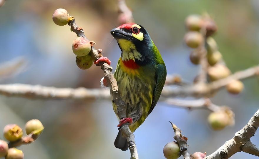 Large Niltava at Baihualing bird hide, Gaoligong Mountains Yunnan