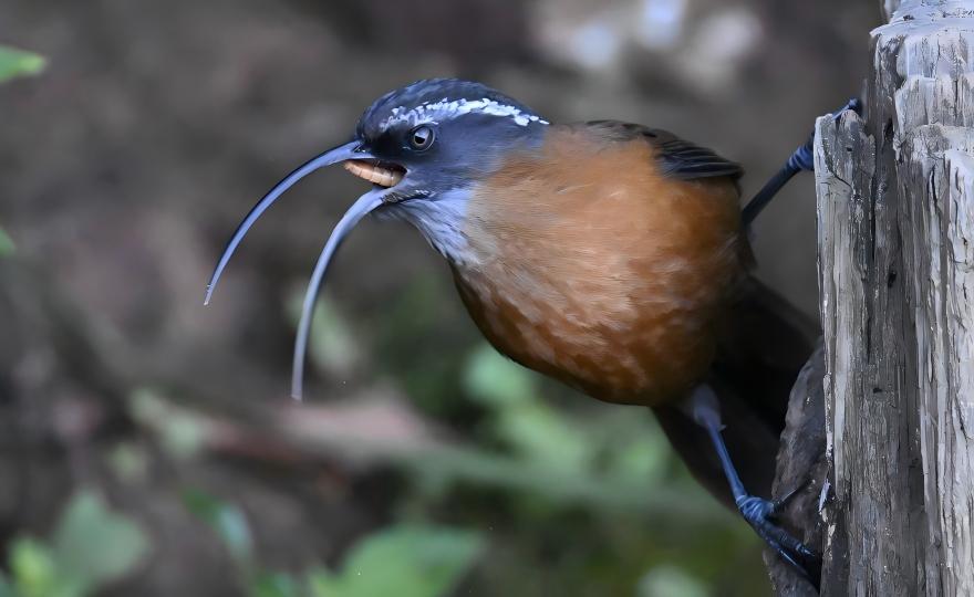 Grey Peacock-Pheasant at Hongbenghe, Yunnan hornbill tour China