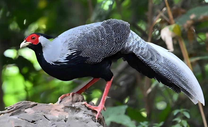 白鹇Silver Pheasant.jpg