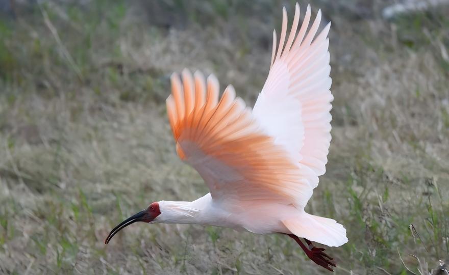 East China Birding Odyssey: Coastal Wetlands & Southeast Forests