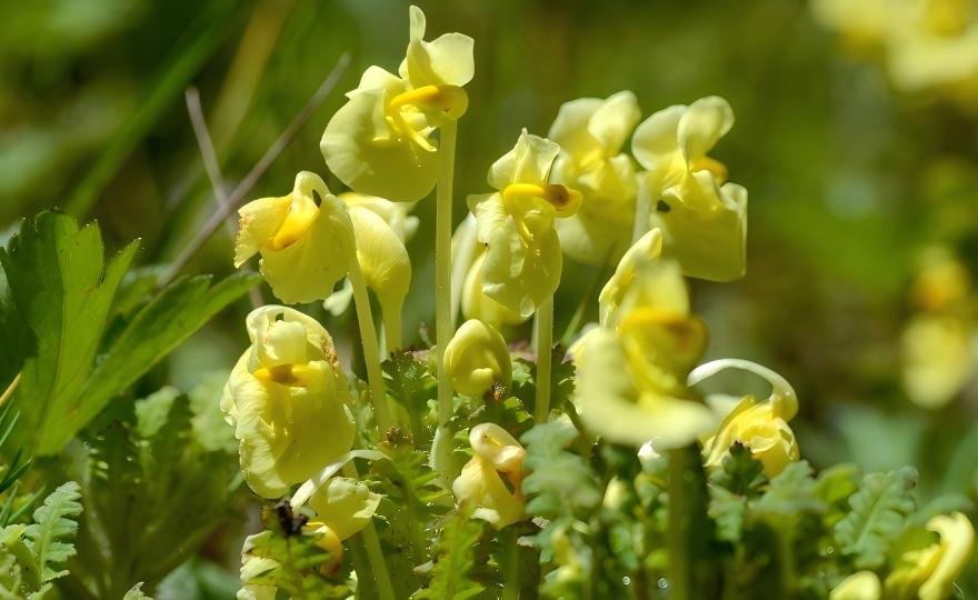 Pedicularis chinensis in western Sichuan, China