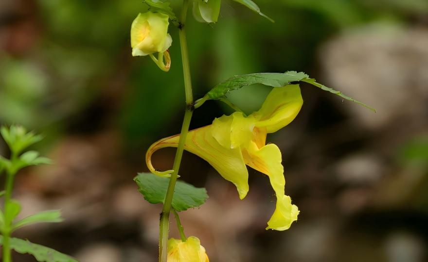 Impatiens soulieana in Kangding, Sichuan, China