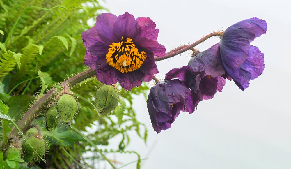 Wilson’s Botanical Odyssey: 14-day Eco-Adventure Tracing the Footsteps of the Plant Hunter in Sichuan & Hubei