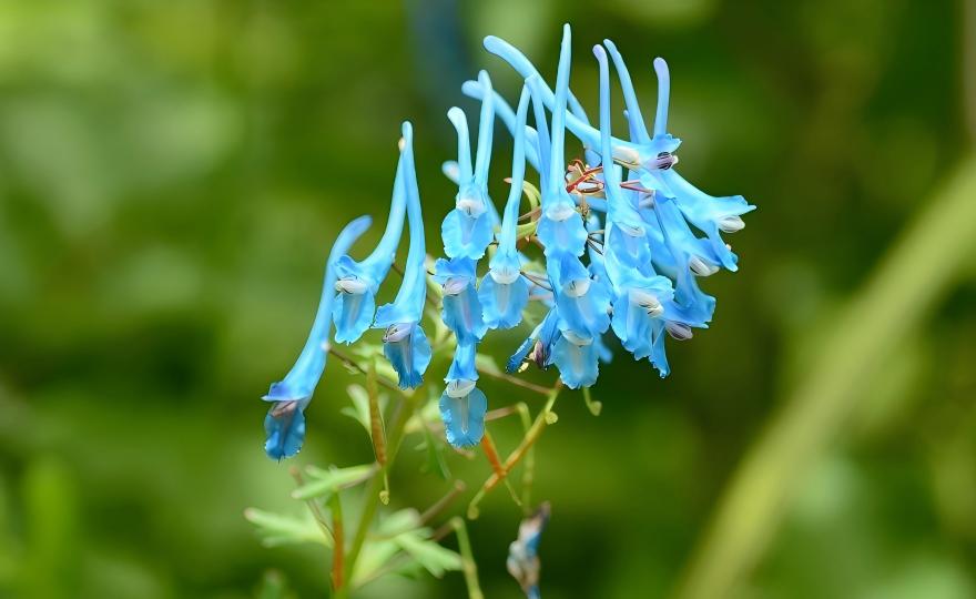 Corydalis moupinensis in western Sichuan, China