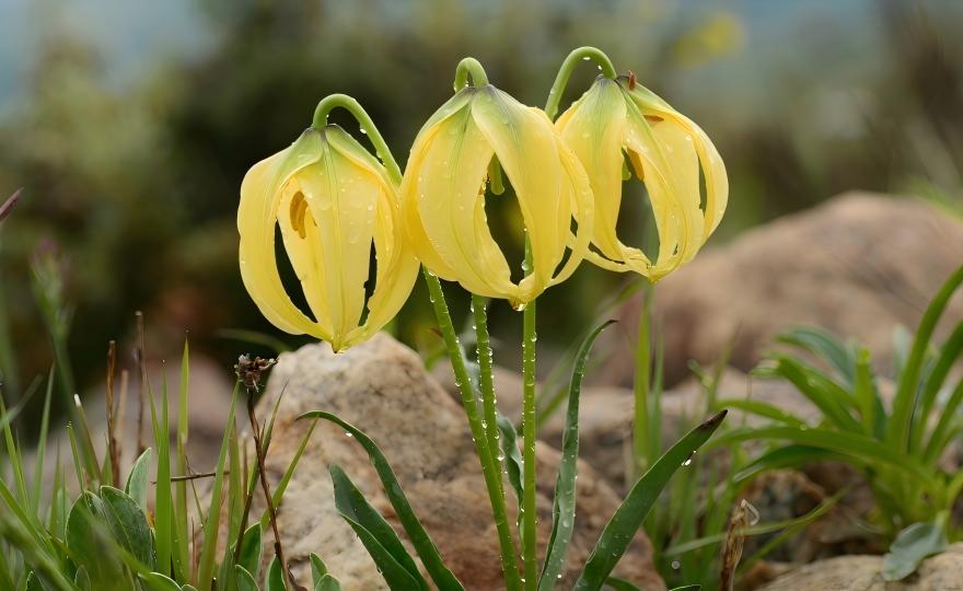 Lilium lophophorum in bloom in western Sichuan, China