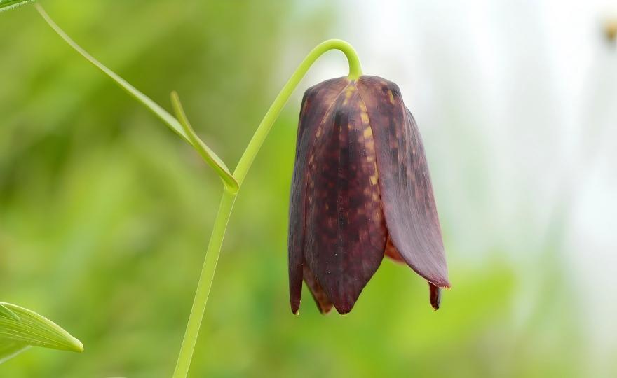 Fritillaria cirrhosa in western Sichuan alpine region, China