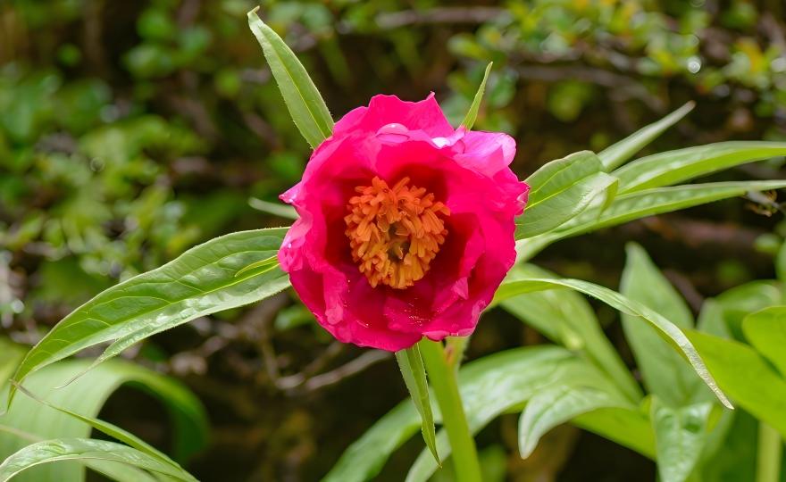 Paeonia veitchii in western Sichuan, China