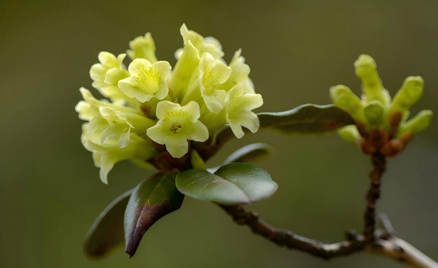 Rhododendron anthopogonoides at high altitude, Sichuan, China