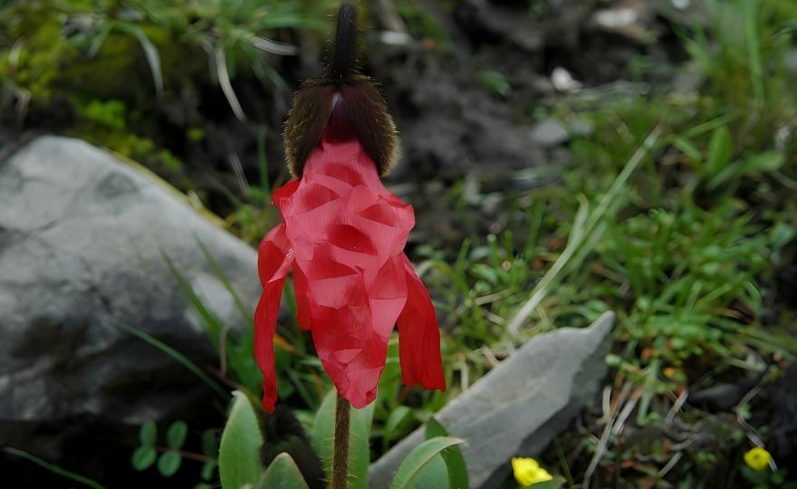 Meconopsis punicea in bloom in western Sichuan, China