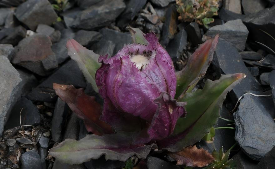 Saussurea bracteata on alpine summit, Sichuan, China