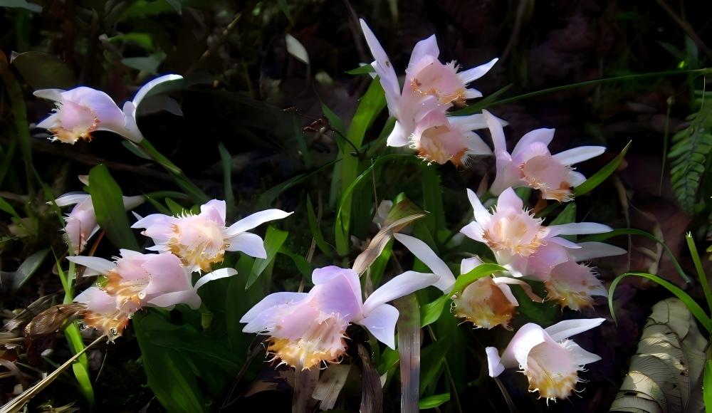 Pleione bulbocodioides in western Sichuan forest, China