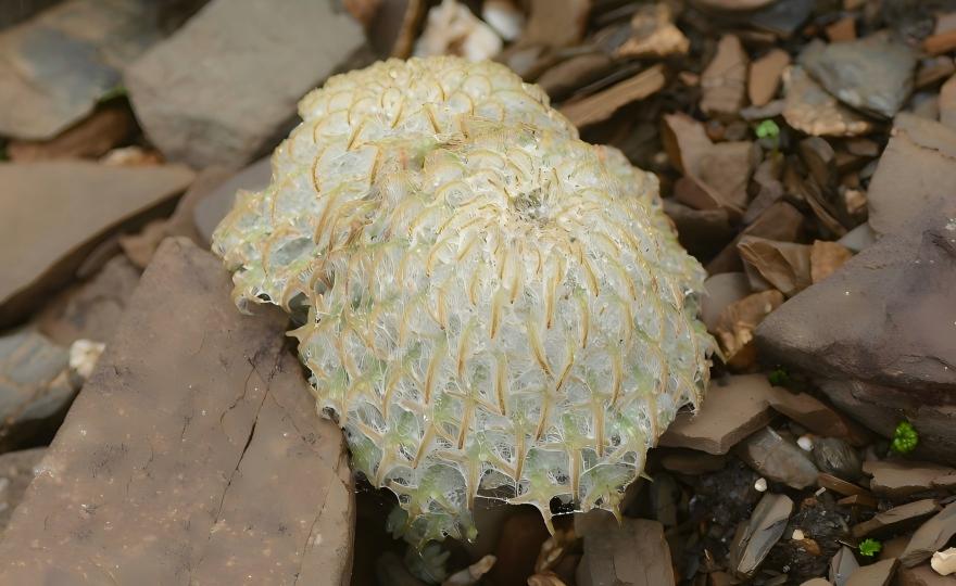 Saussurea medusa on glacial habitat, western Sichuan, China