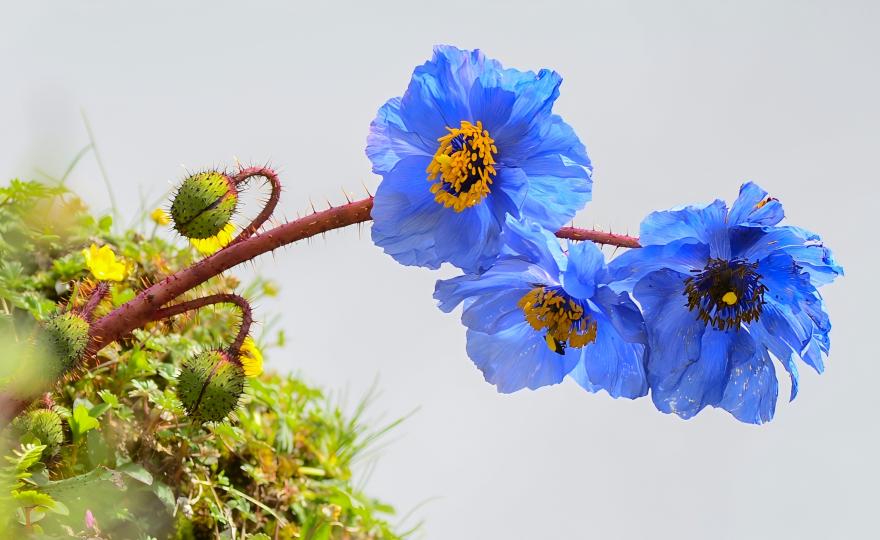 宽叶绿绒蒿Meconopsis rudis (1)(1).jpg