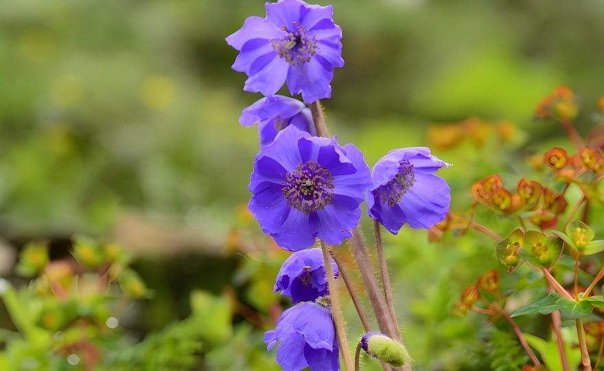 Meconopsis lancifolia in bloom on alpine slope, Hengduan Mountains, Yunnan, China
