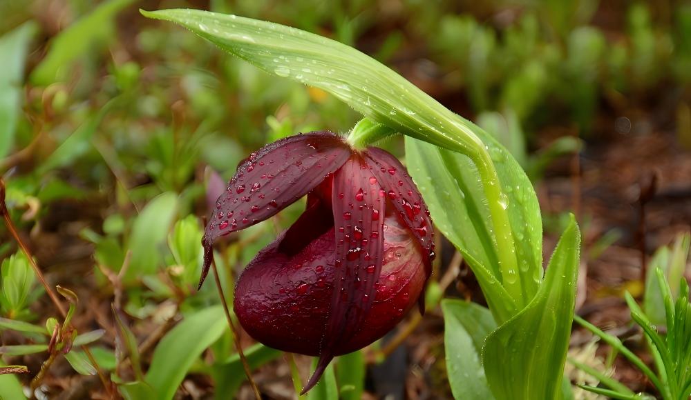 Hengduan Mountain Alpine Blossom Odyssey: 9-Day High-Altitude Floral Discovery”