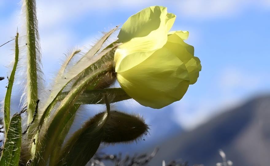 Meconopsis integrifolia in bloom at high altitude, Hengduan Mountains, Yunnan, China