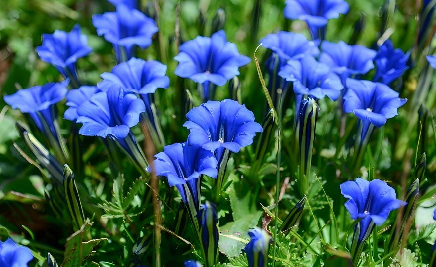 Gentiana veitchiorum in alpine meadow, Hengduan Mountains, Yunnan, China