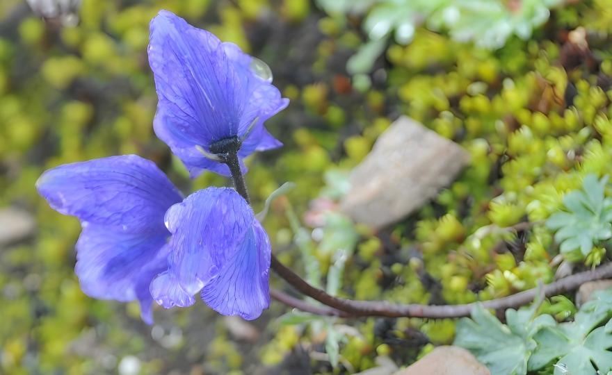 Aconitum pulchellum at Hongshan Pass, 4,700m, Three Parallel Rivers, Yunnan, China
