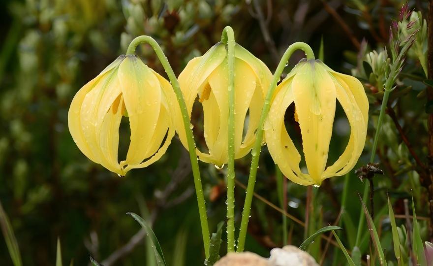  Lilium lophophorum in bloom in western Yunnan, China