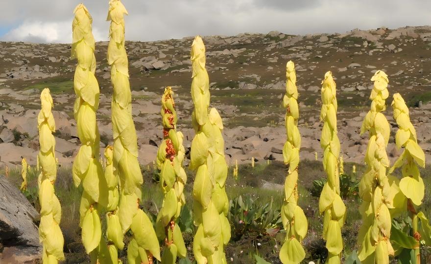 Rheum nobile at Daxueshan ridgeline, Hengduan Mountains, Yunnan, China