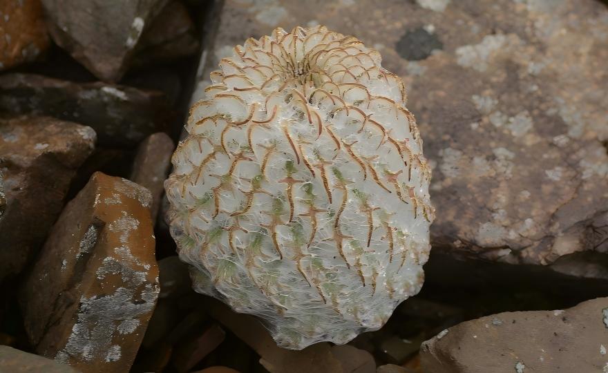 Saussurea medusa on glacial habitat, Hengduan Mountains, Yunnan, China