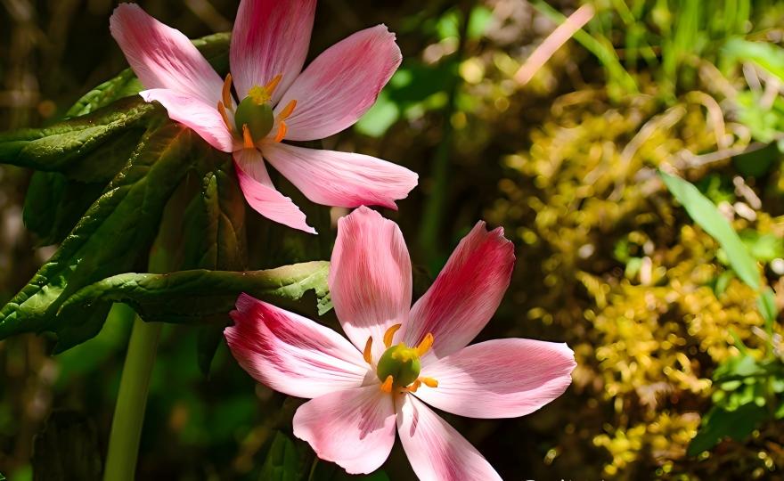 Sinopodophyllum hexandrum in Daxueshan forest, Hengduan Mountains, Yunnan, China