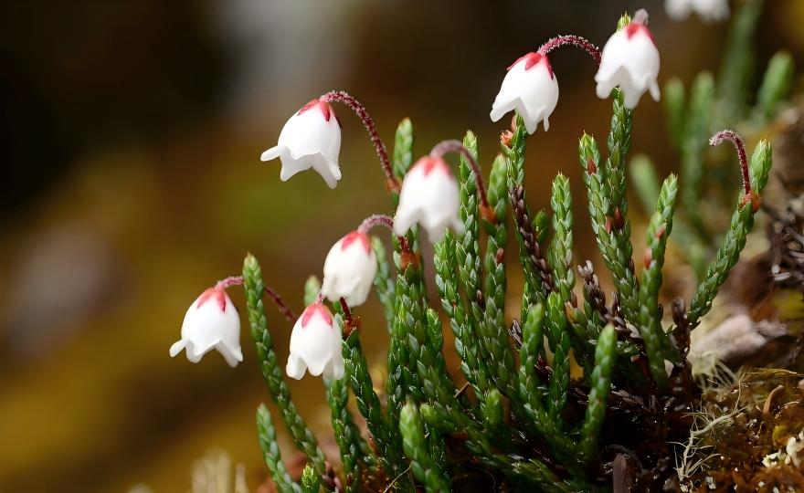 Cassiope selaginoides on alpine slope, Hengduan Mountains, Yunnan, China