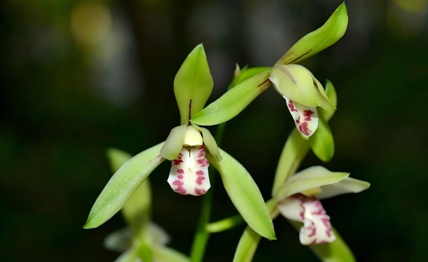 World’s Karst Bloomscape: 11-Day Flora Odyssey in Guizhou-Guangxi