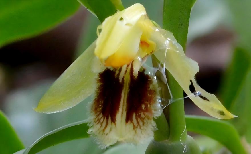 Coelogyne fimbriata fringed yellow petals on karst boulder, Maolan Biosphere Reserve