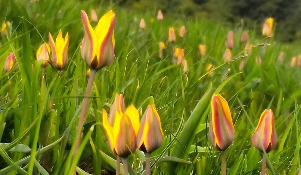 Yellow tulips blooming in alpine meadow, Pamir Plateau wildflower tour