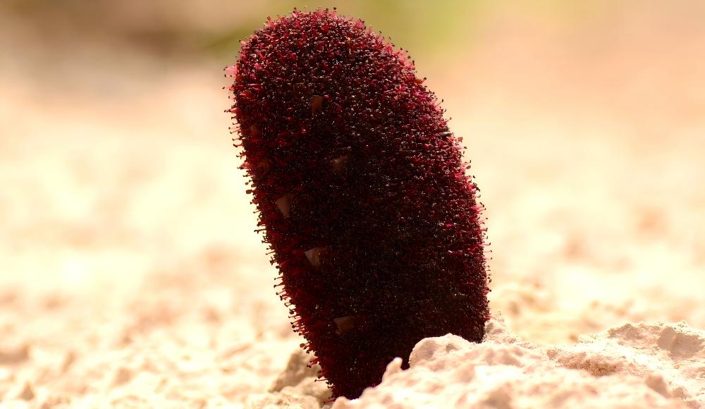 Silk Road Oasis & Desert Bloom Odyssey: 12-Day Botanical & Cultural Journey