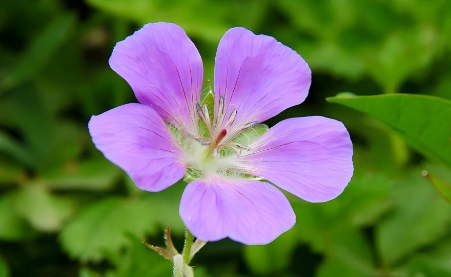Purple Geranium pylzowianum flowers in mountain grassland, Xinjiang wild geranium