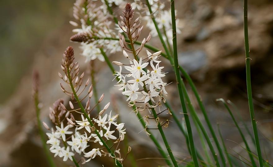 Tall white Eremurus spectabilis flower spike in desert, Xinjiang desert giant flora