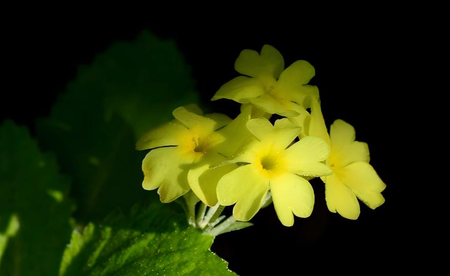 Yellow Primula pulverulenta flowers with dusty leaves, Xinjiang spring wildflowers