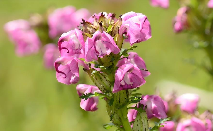 Pink Pedicularis rhinanthoides flowers in mountain meadow, Tianshan parasitic plants