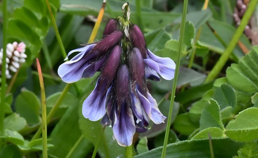 Yellow Astragalus reniformis flowers in dry grassland, Xinjiang legume wildflowers