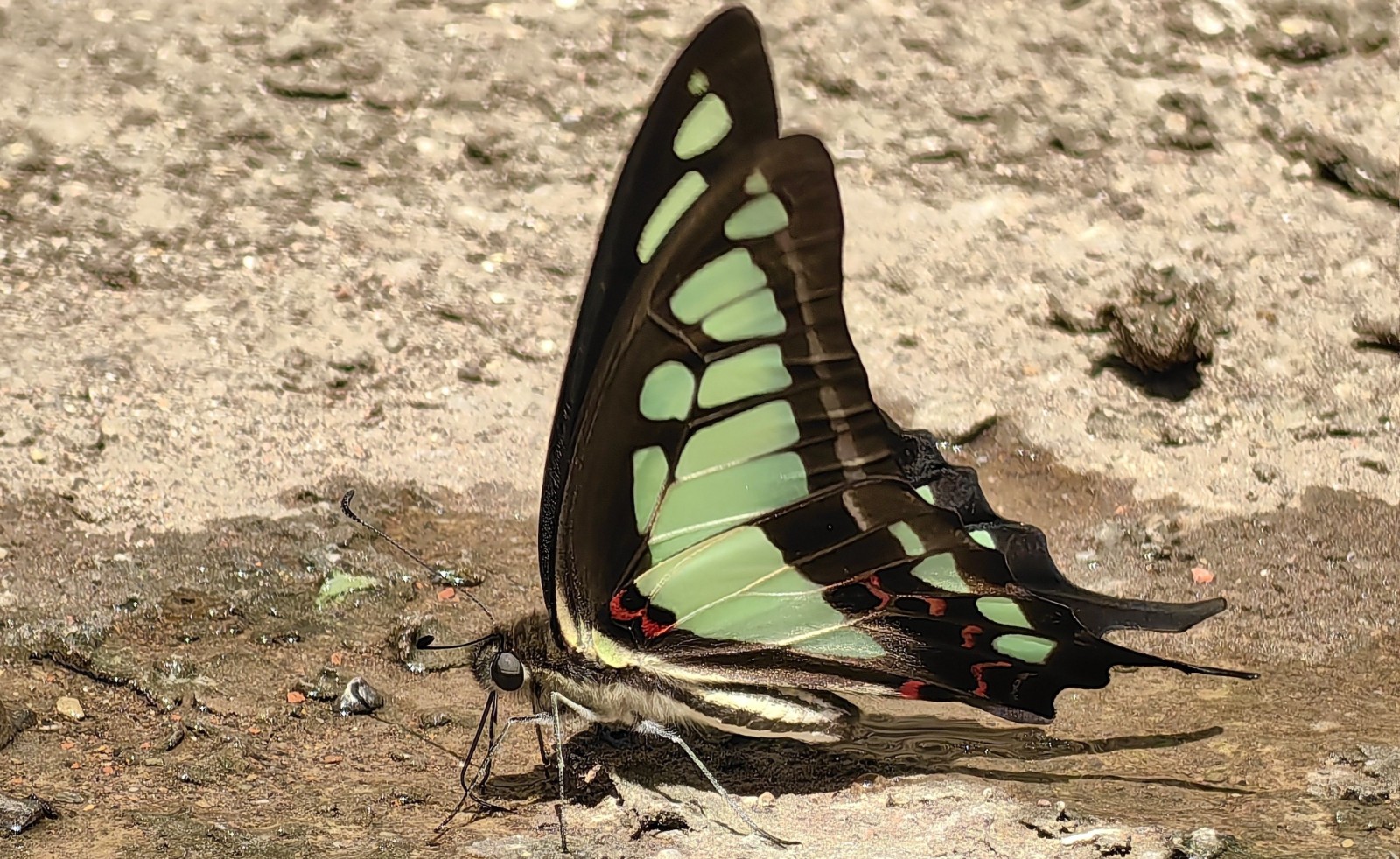 宽带青凤蝶Graphium cloanthus.jpg