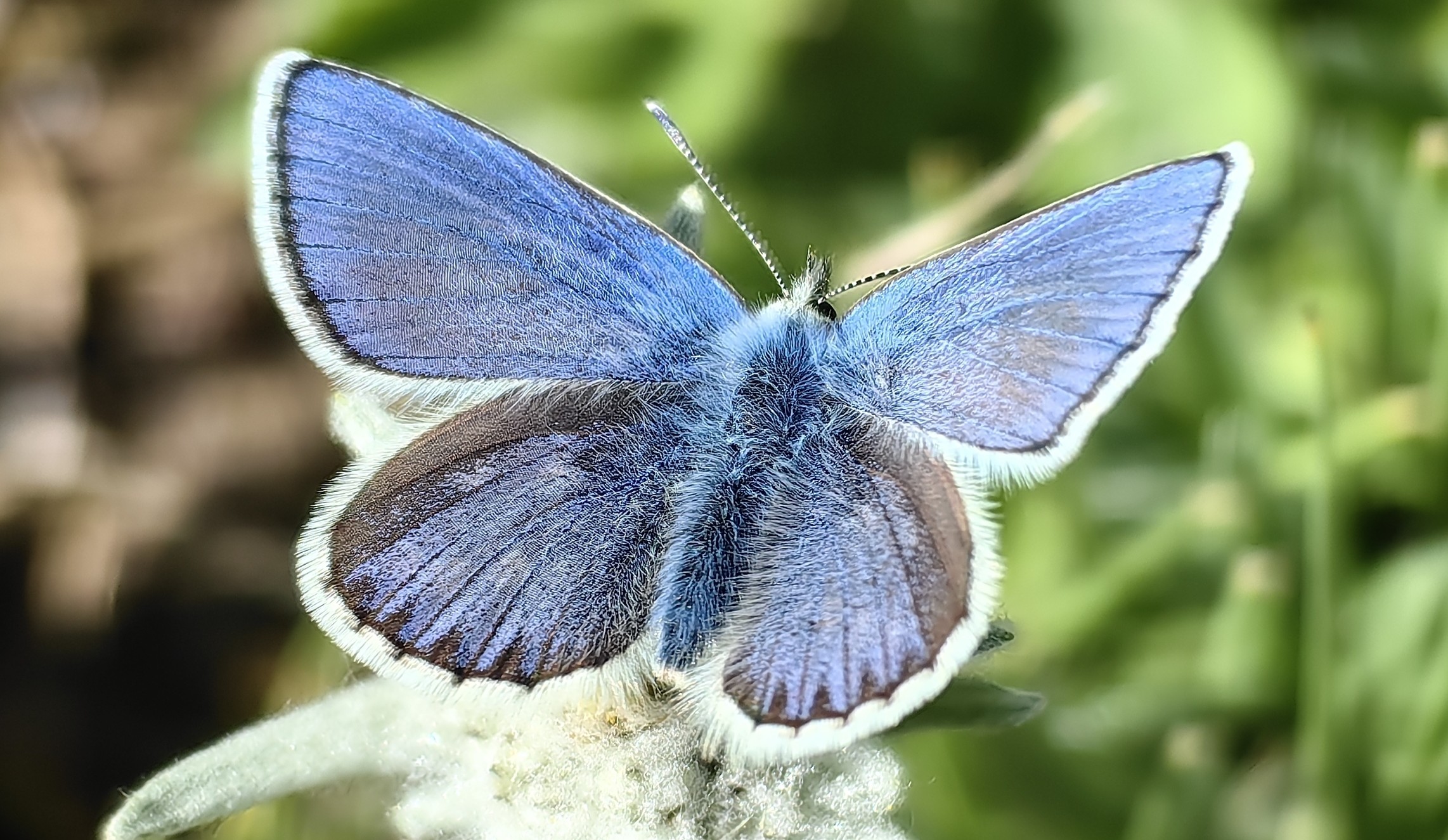 Walking on Clouds: High-Altitude Butterflies & Wildflowers of the Hengduan Mountains