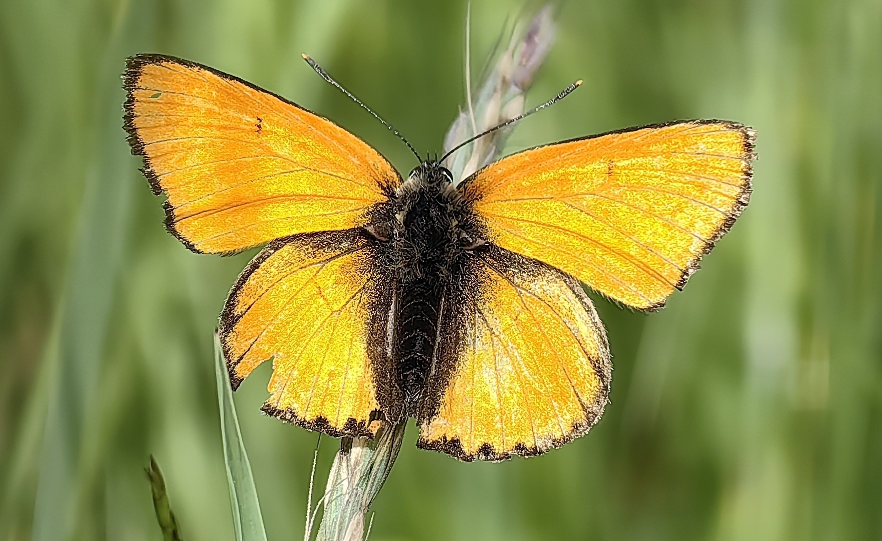 Scarce copper butterfly (Lycaena dispar) in Yunnan, Hengduan butterfly watching