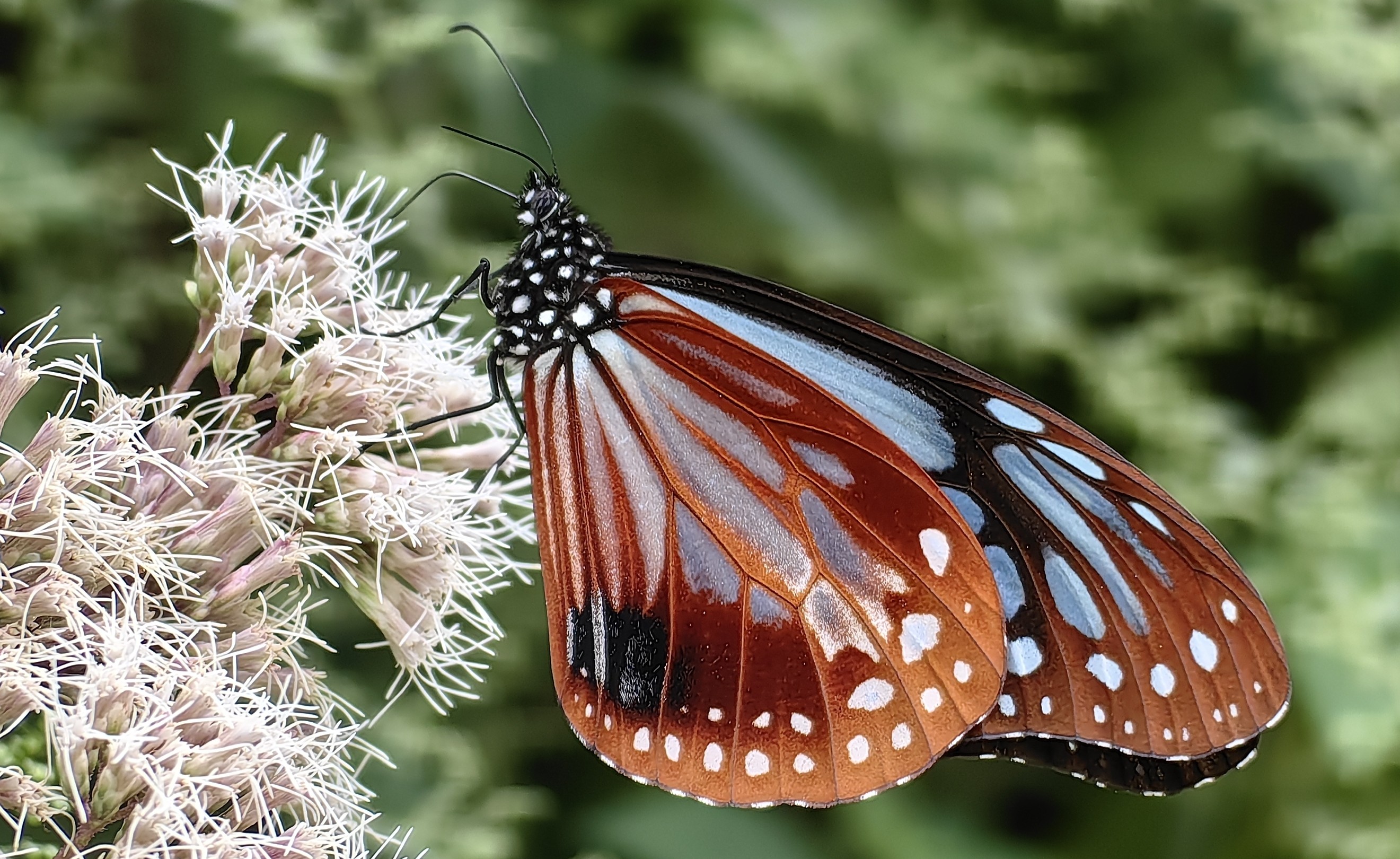 Dark blue tiger butterfly (Parantica sita) in subtropical forest, Northwest Yunnan