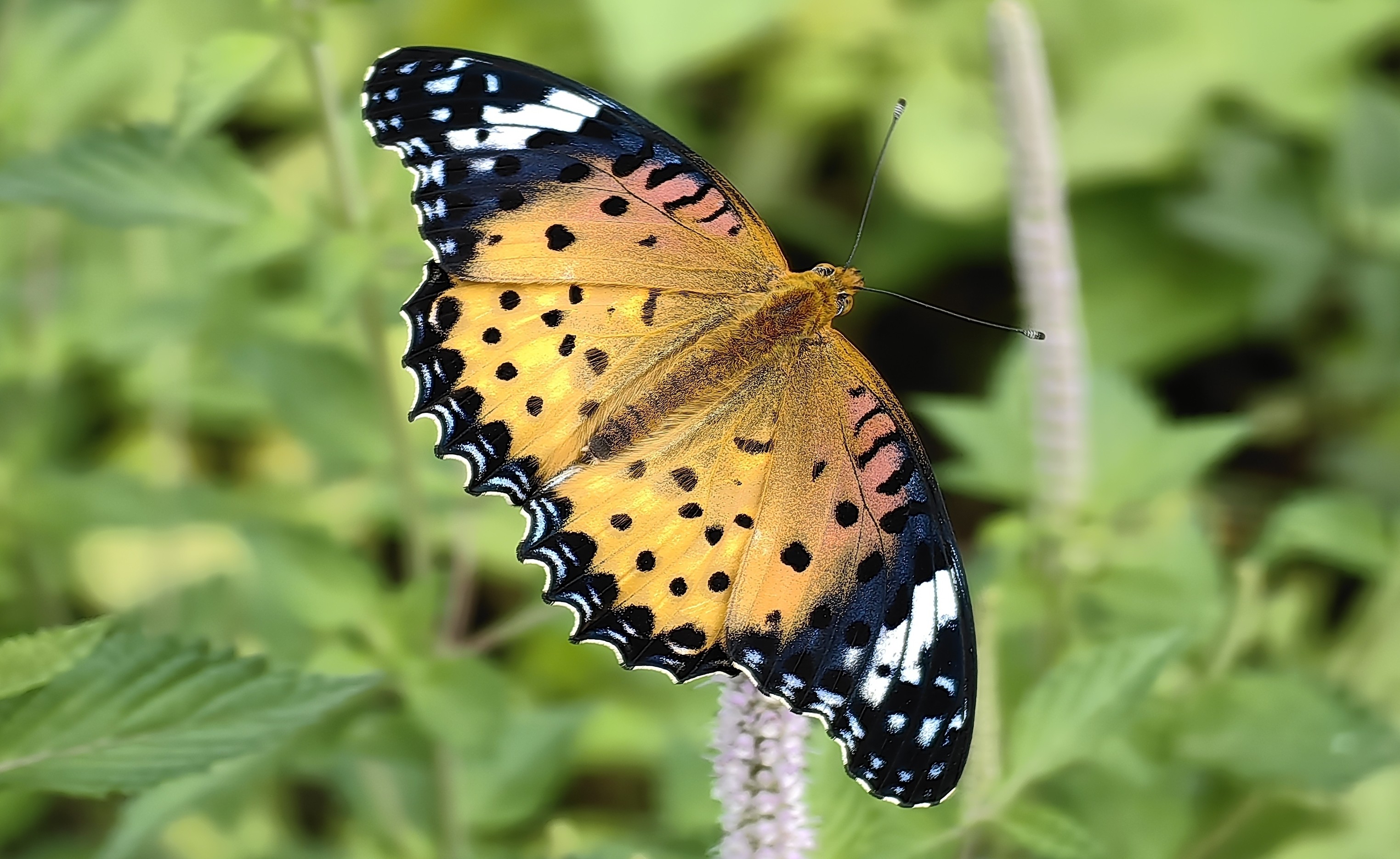 Indian fritillary (Argynnis hyperbius), Jinsha River Valley butterfly species