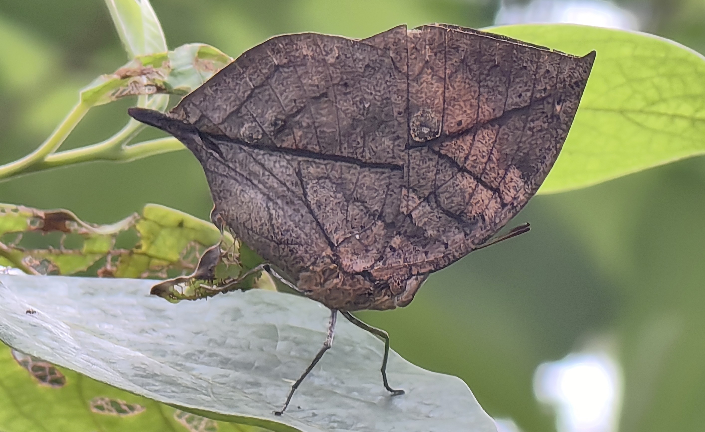 Orange oakleaf butterfly (Kallima inachus) closed wings resembling dead leaf