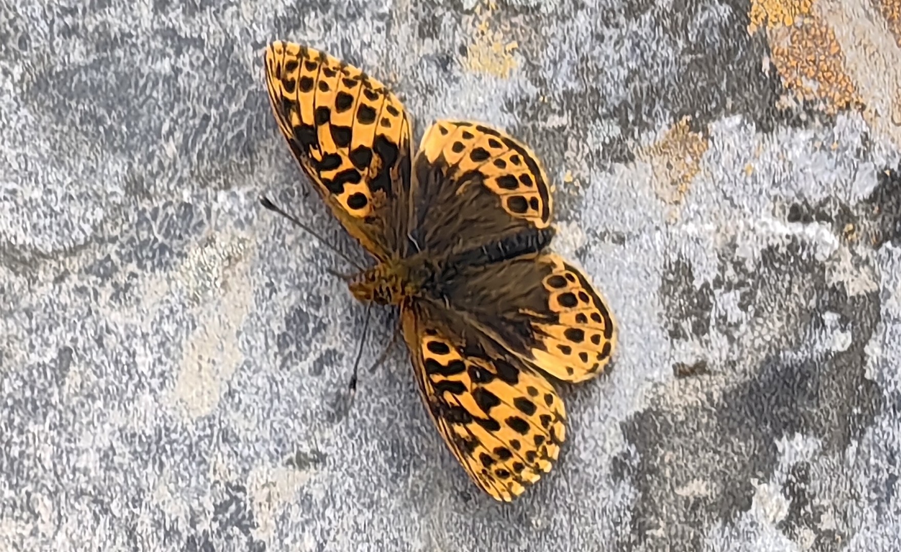 Precious fritillary (Clossiana gong), endemic butterfly of Yunnan, China