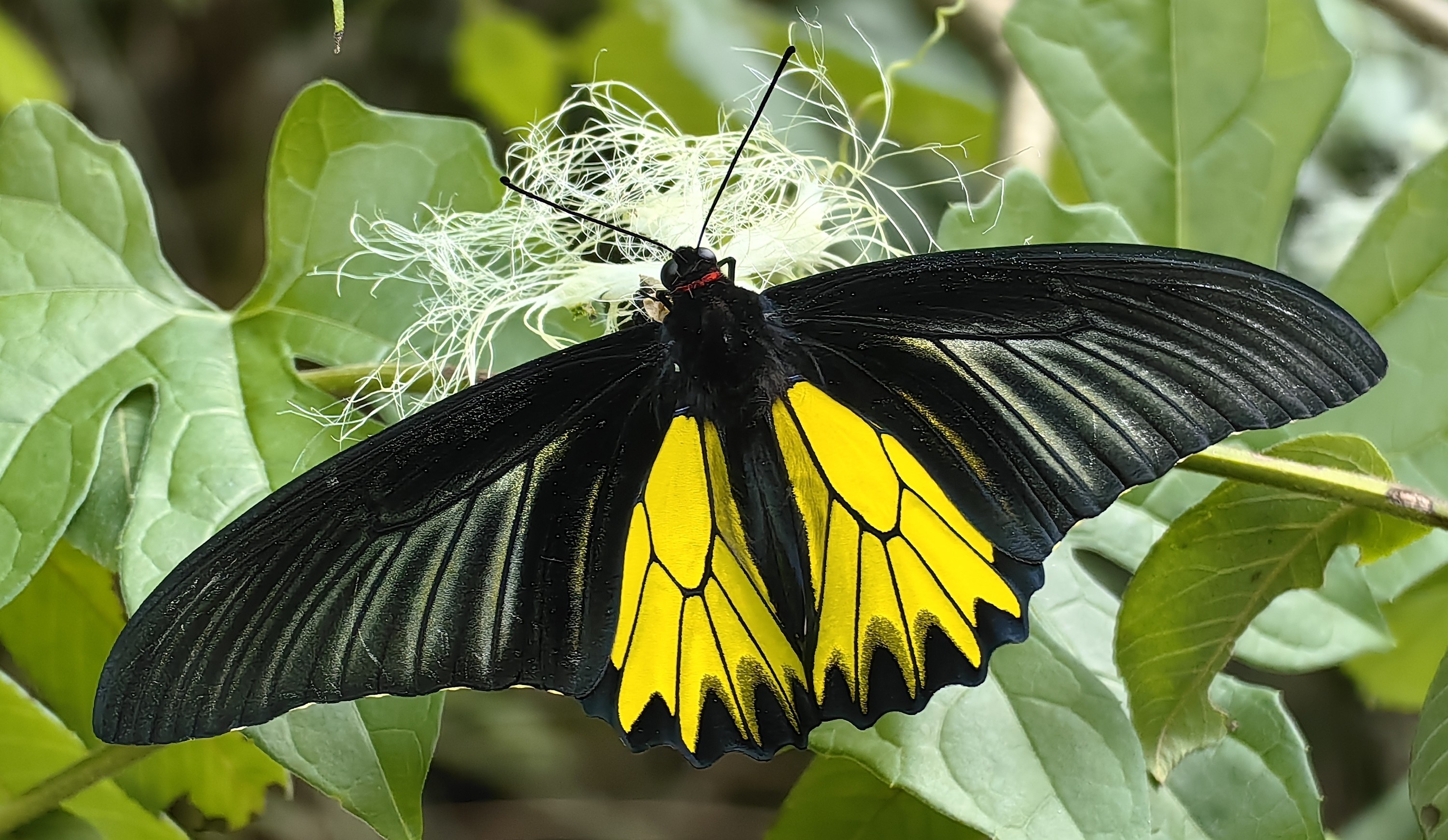 Valley of Mist: A Quest for Rare Butterflies of Emei & Wawu