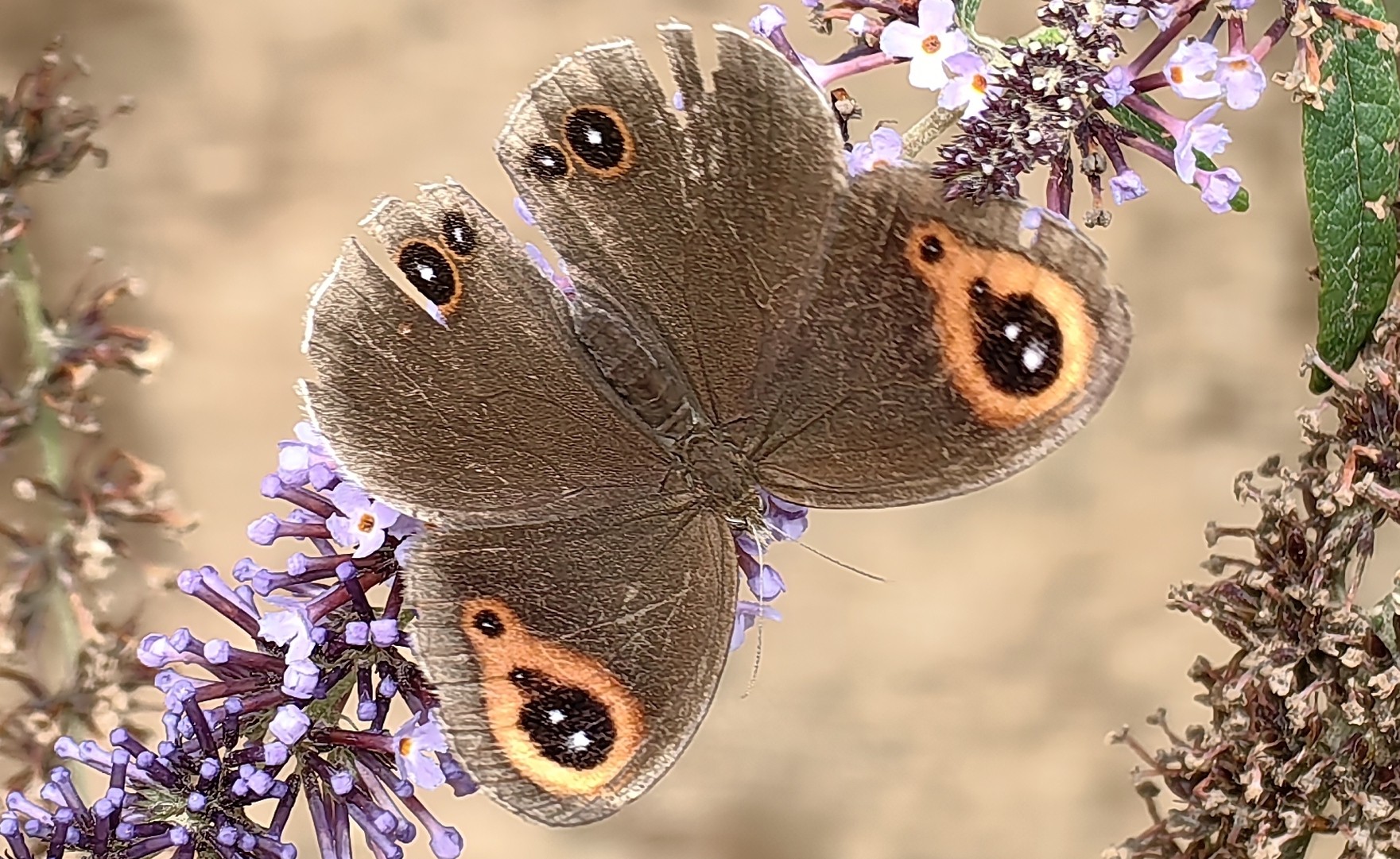 多型艳眼蝶Callerebia polyphemus 