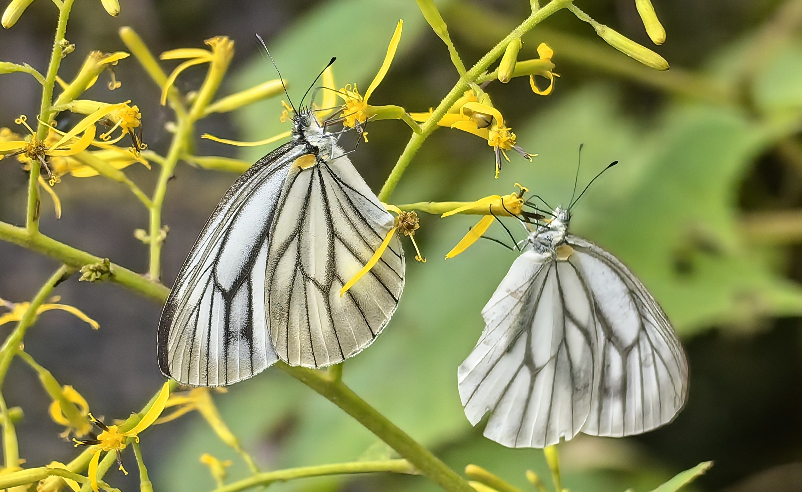 华西黑纹粉蝶Pieris erutae