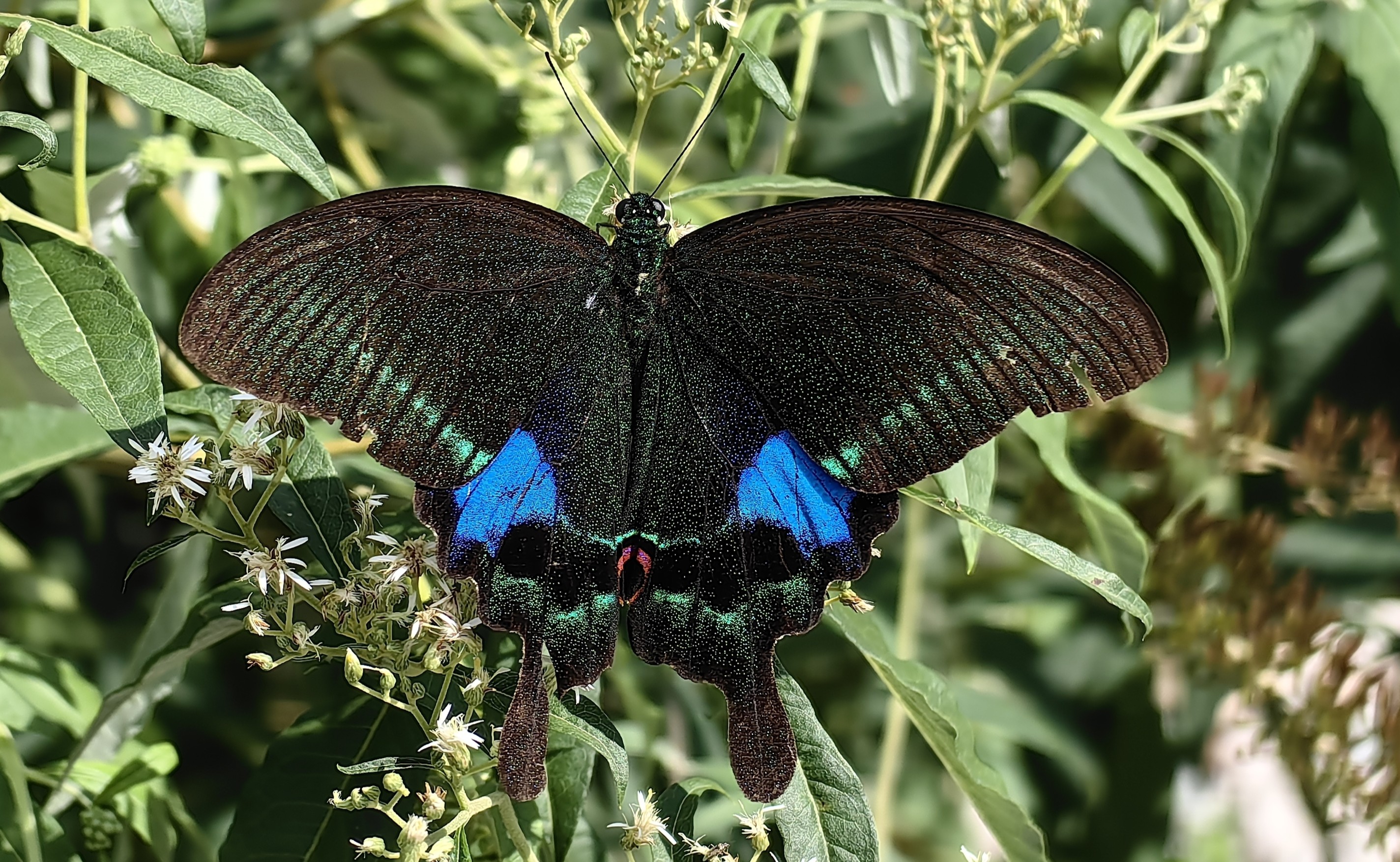 巴黎翠凤蝶 Papilio paris